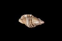 藏品(金色美法螺)的圖片